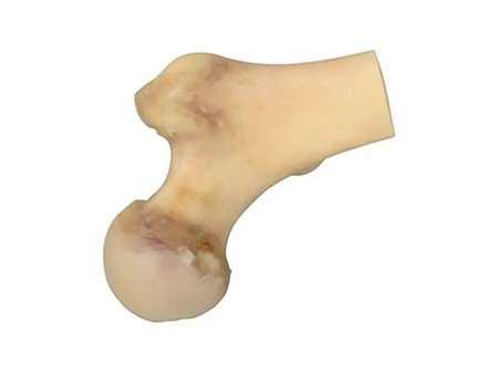 Proximal Femur Headless (Neck+Metaphysis)